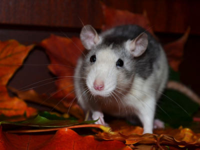 pest control service in Ahmedabad