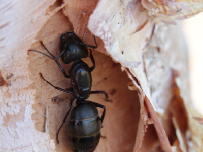 pest control service in Ahmedabad
